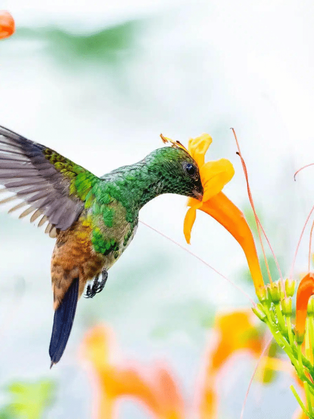 Plant These Flowers to Attract Hummingbirds All Season Long