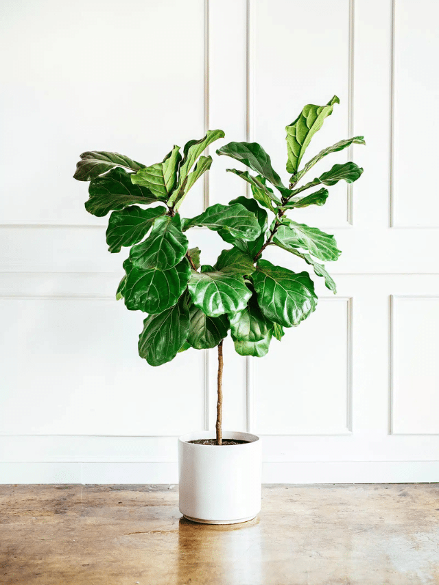 Fiddle Leaf Figs Can Be Fussy, But Here’s How You Can Help Yours Thrive