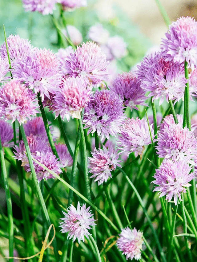 If Your Chives Are Blooming, Here’s How to Use the Flowers in Your Cooking