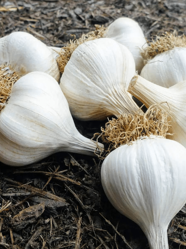 How to Tell When Your Garlic Is Ready for Harvest
