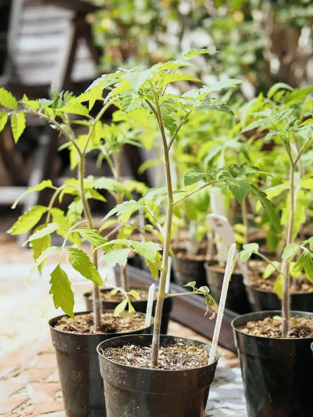 Why You Should Transplant Your Tomatoes Twice (or More)