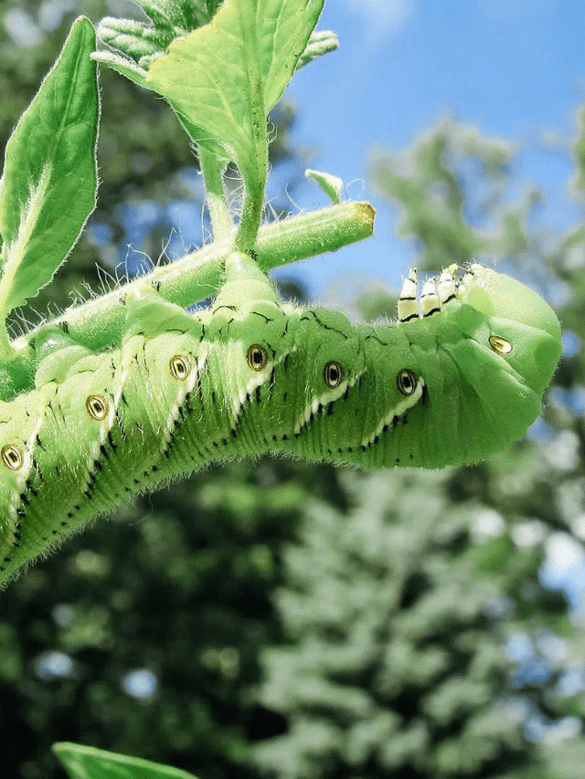 Identify the Green Caterpillars in Your Yard With This Simple Guide