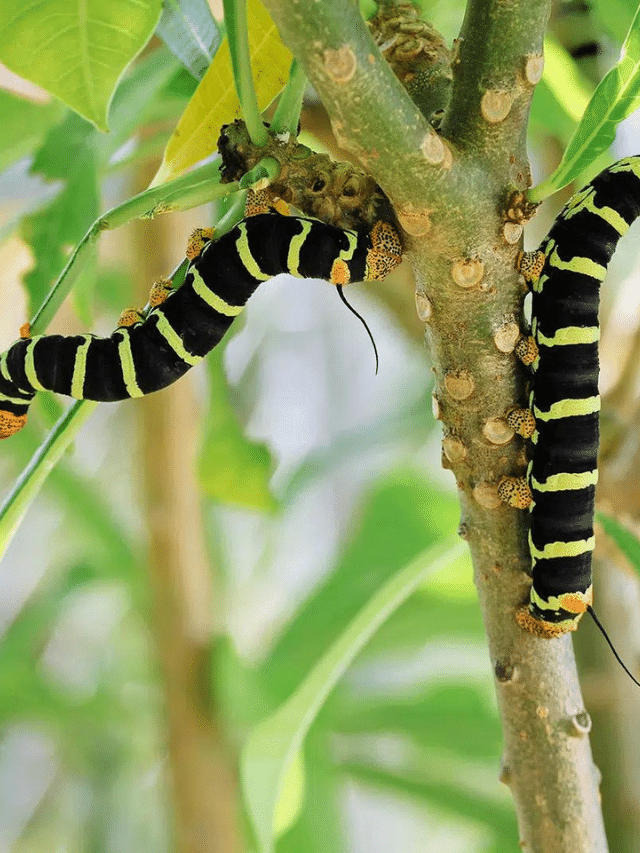 An Easy Visual Guide to ID the Striped Caterpillars in Your Yard