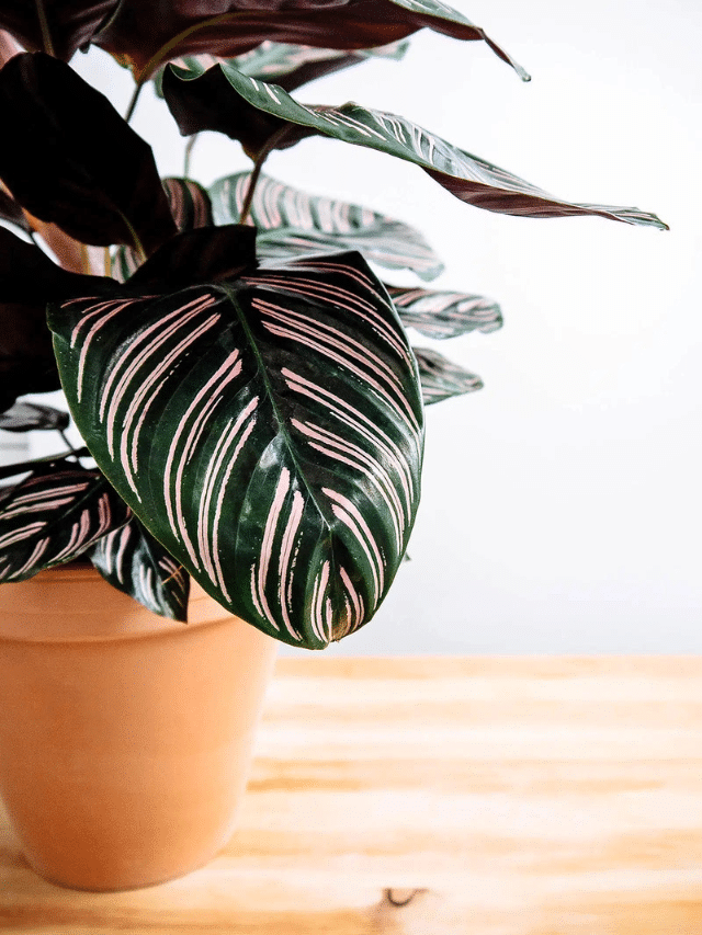 How to Grow a Beautiful Calathea Ornata in Your Home