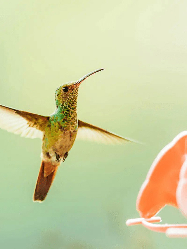 The Only Hummingbird Food Recipe You Need