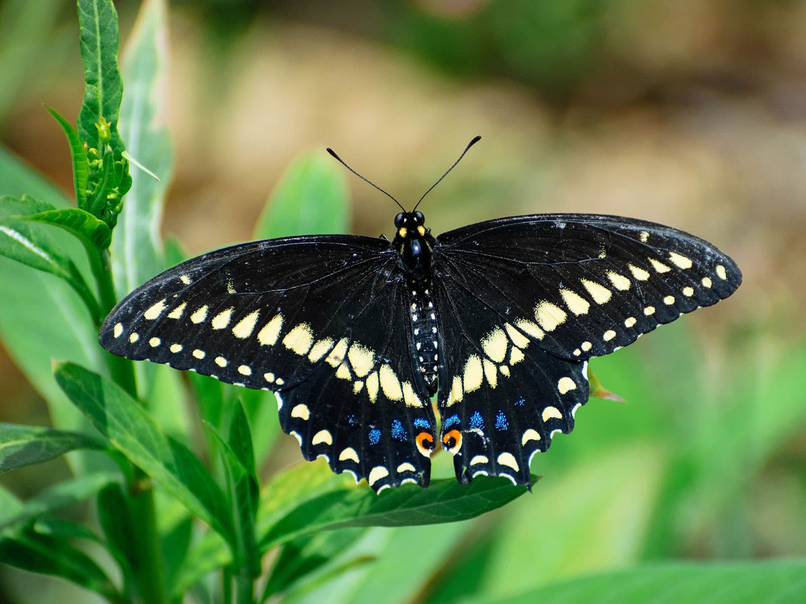 Black swallowtail butterfly on a green plant