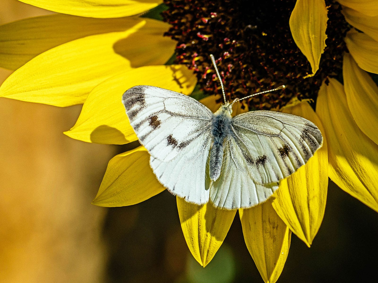 Cabbage white butterfly on a yellow sunflower