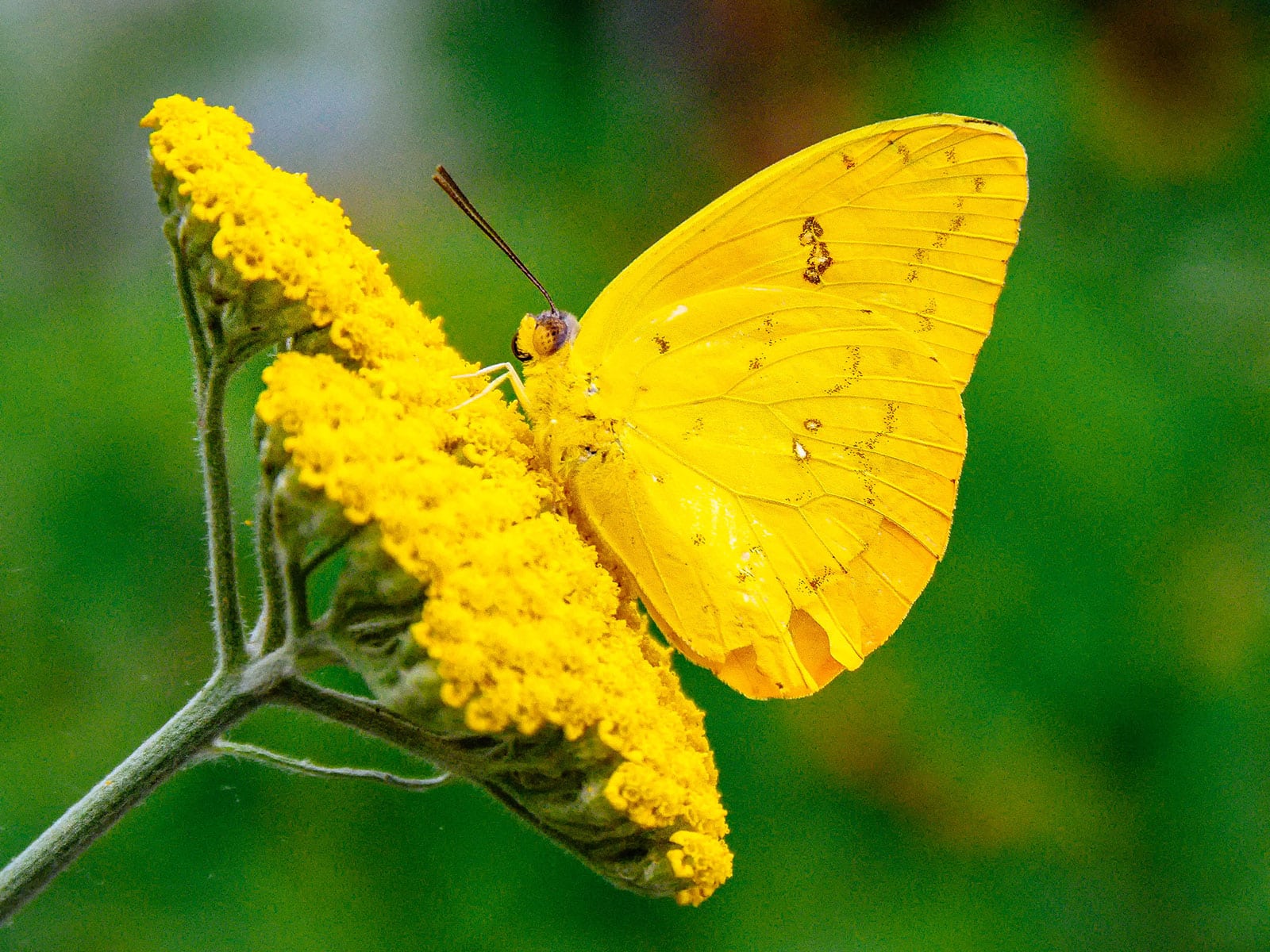 Cloudless sulphur butterfly standing on a yellow flower head