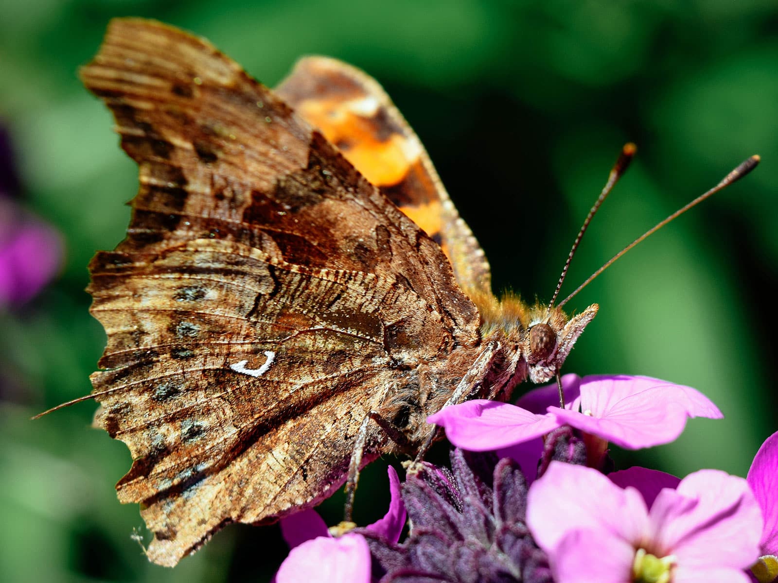 Comma butterfly with its wings folded up to reveal the characteristic white mark resembling a comma