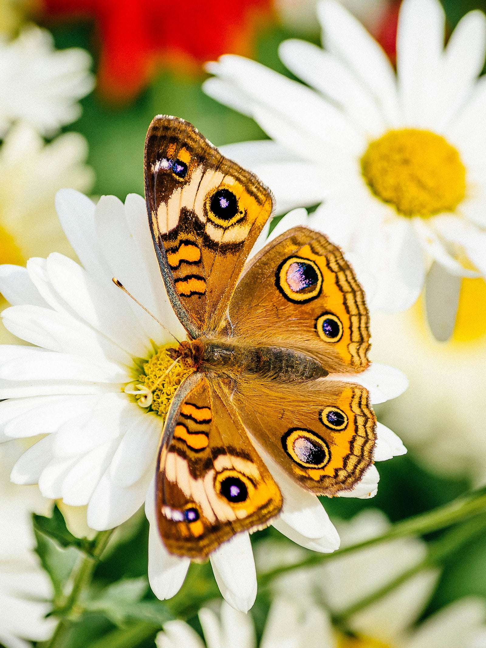 A visual guide to identifying butterflies in your garden