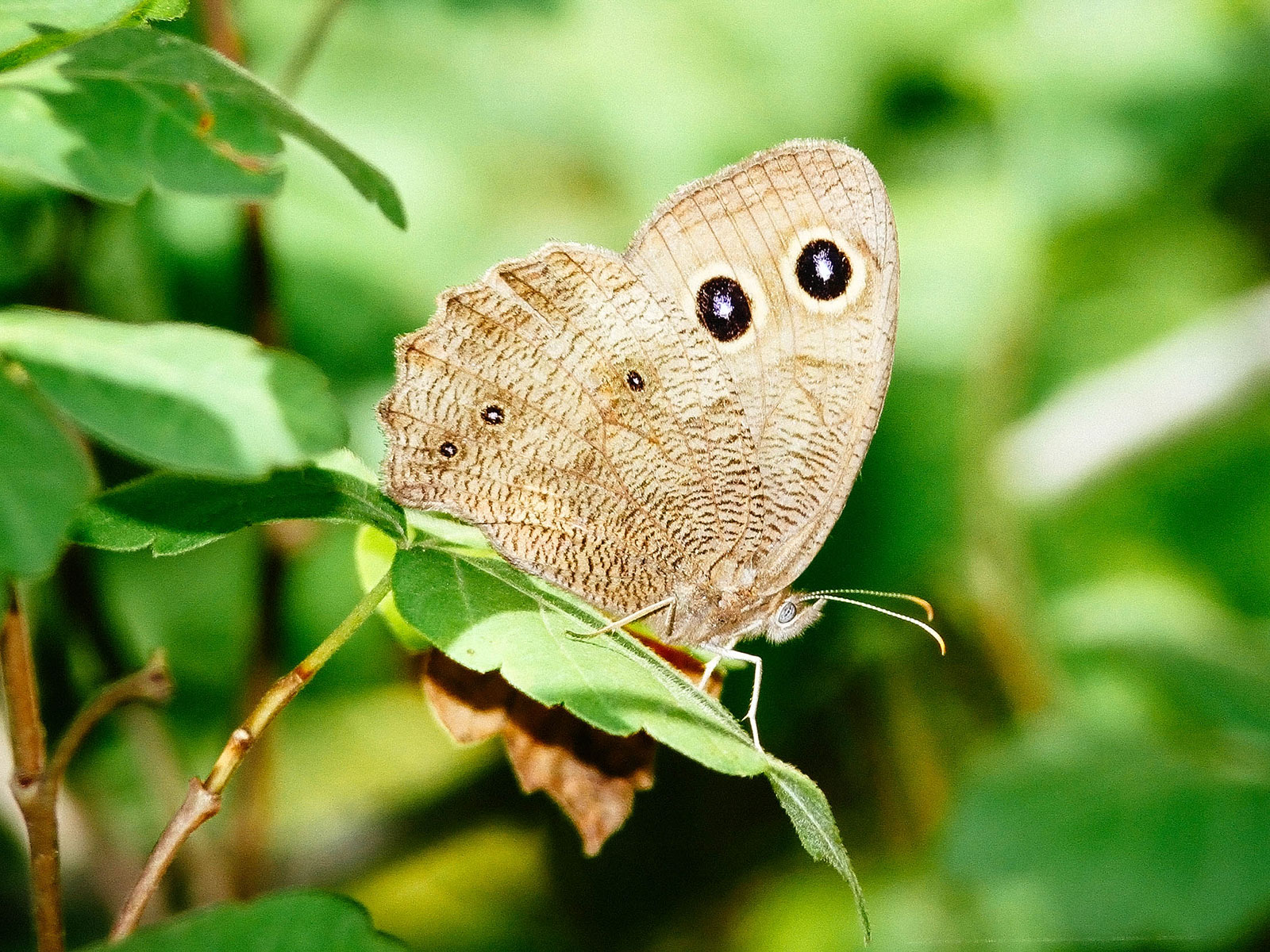 Common wood nymph butterfly resting on a leaf