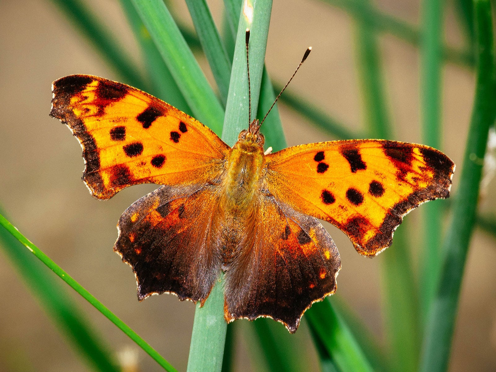 Eastern comma butterfly resting on a green stem