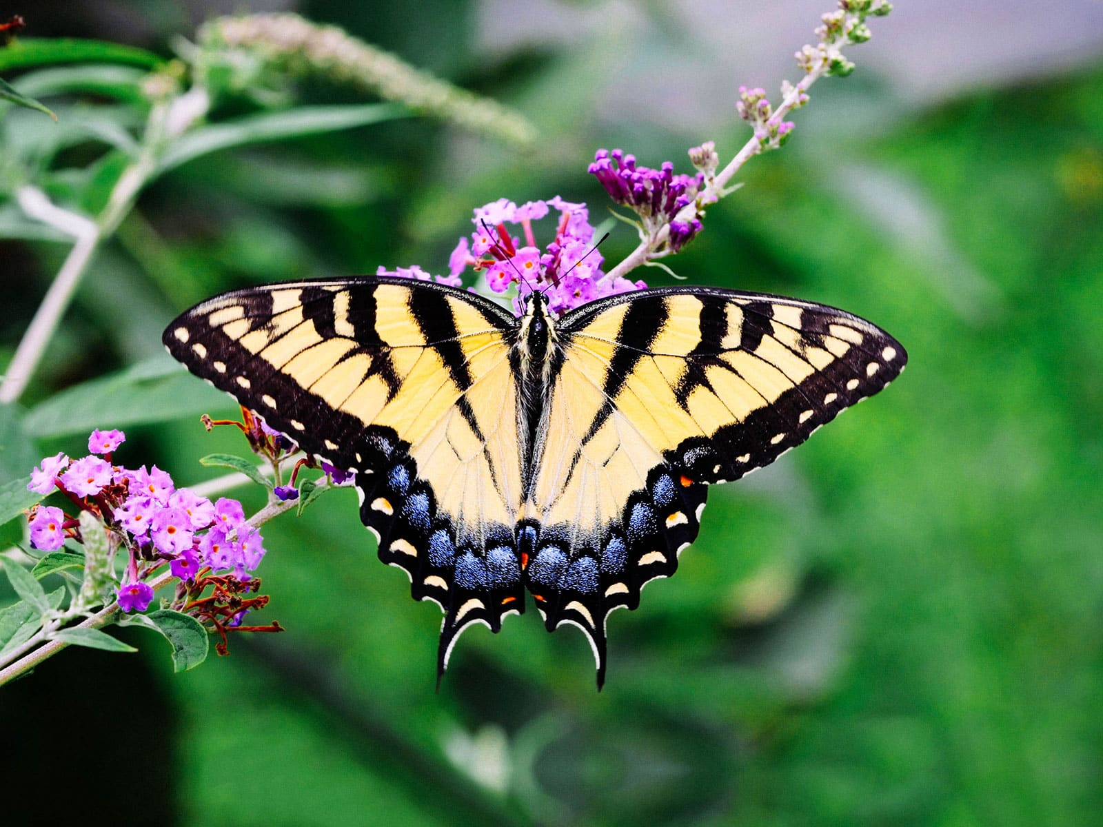 Eastern tiger swallowtail feeding on tiny pink flowers