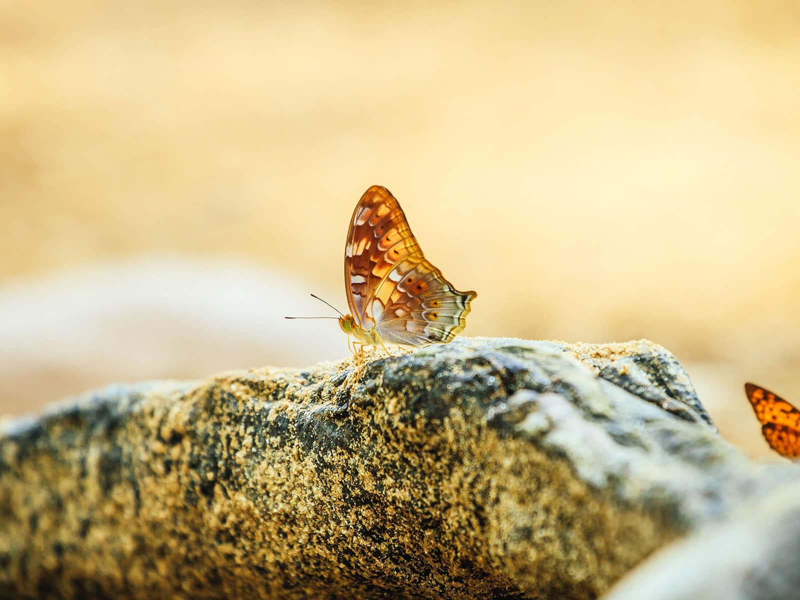 A brown and orange butterfly basking on a hot rock in the sun