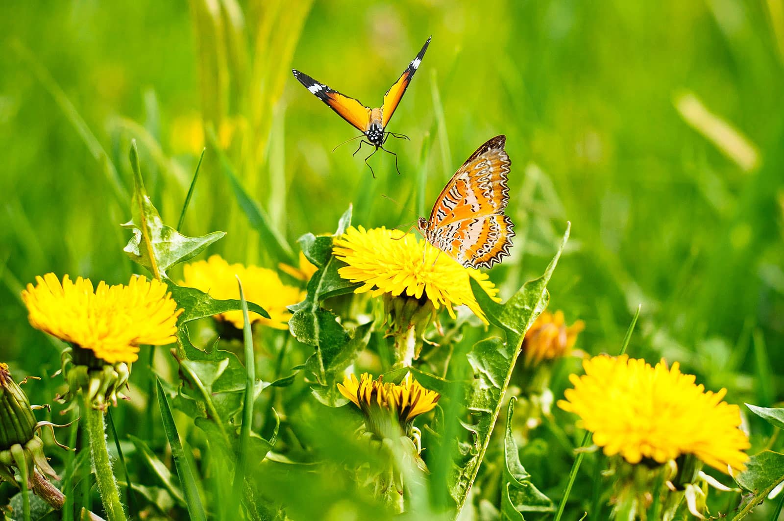 Two orange and brown butterflies landing on a patch of dandelions in a lawn