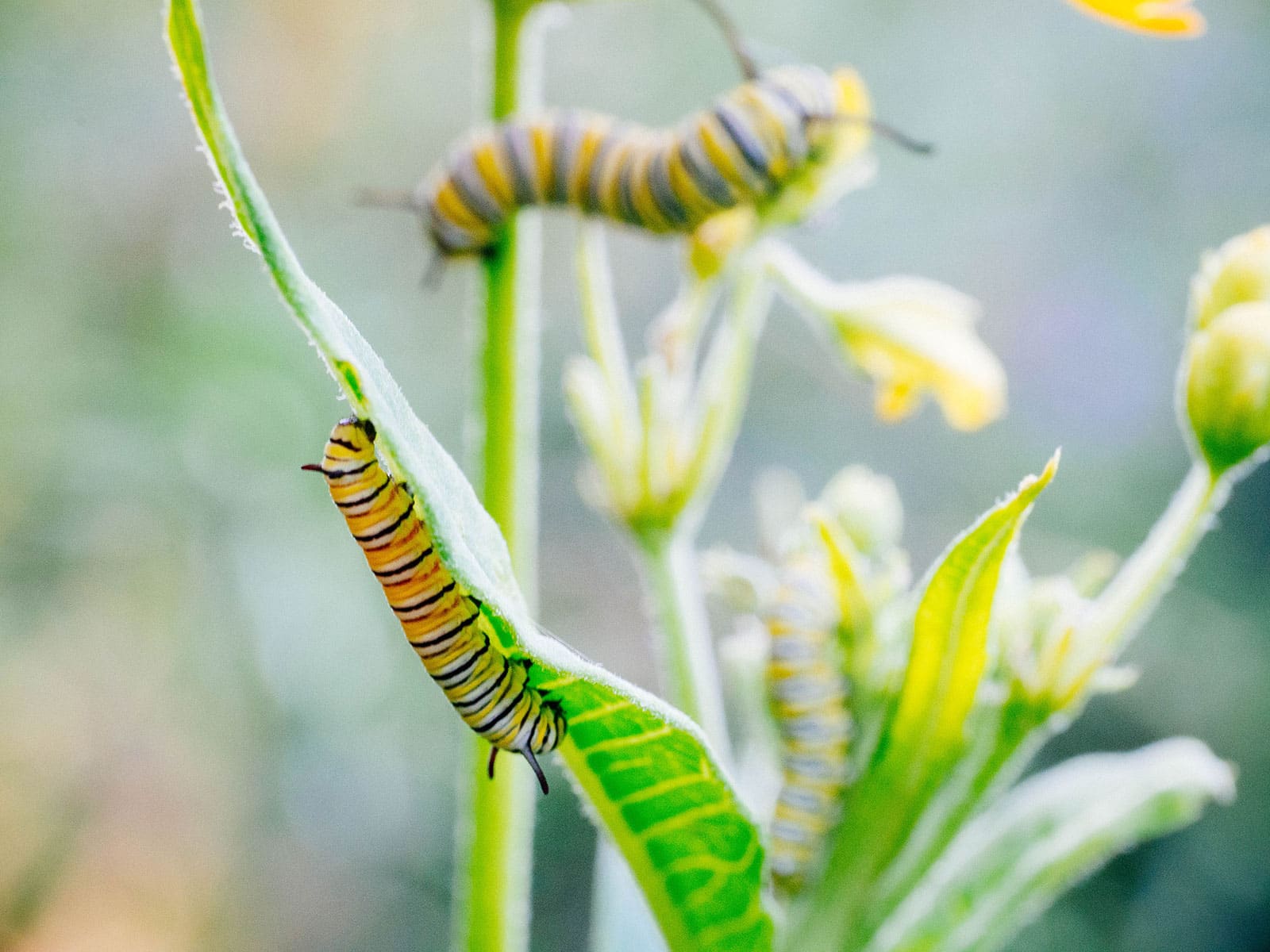 Close-up of several monarch caterpillars crawling on milkweed leaves