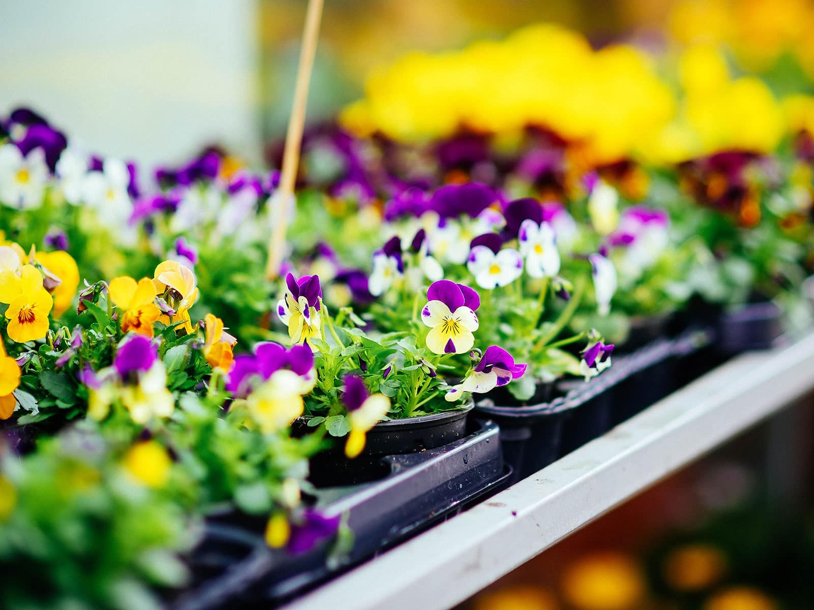 Black plastic nursery trays full of potted pansies at a garden center
