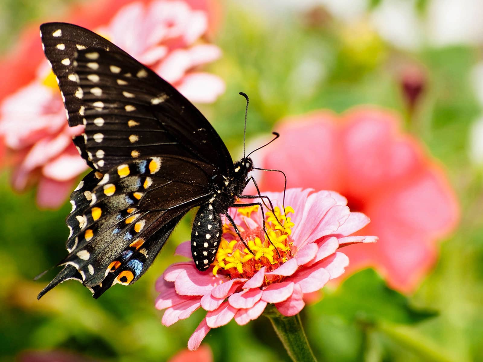 An Eastern black swallowtail butterfly perched on a pink zinnia flower