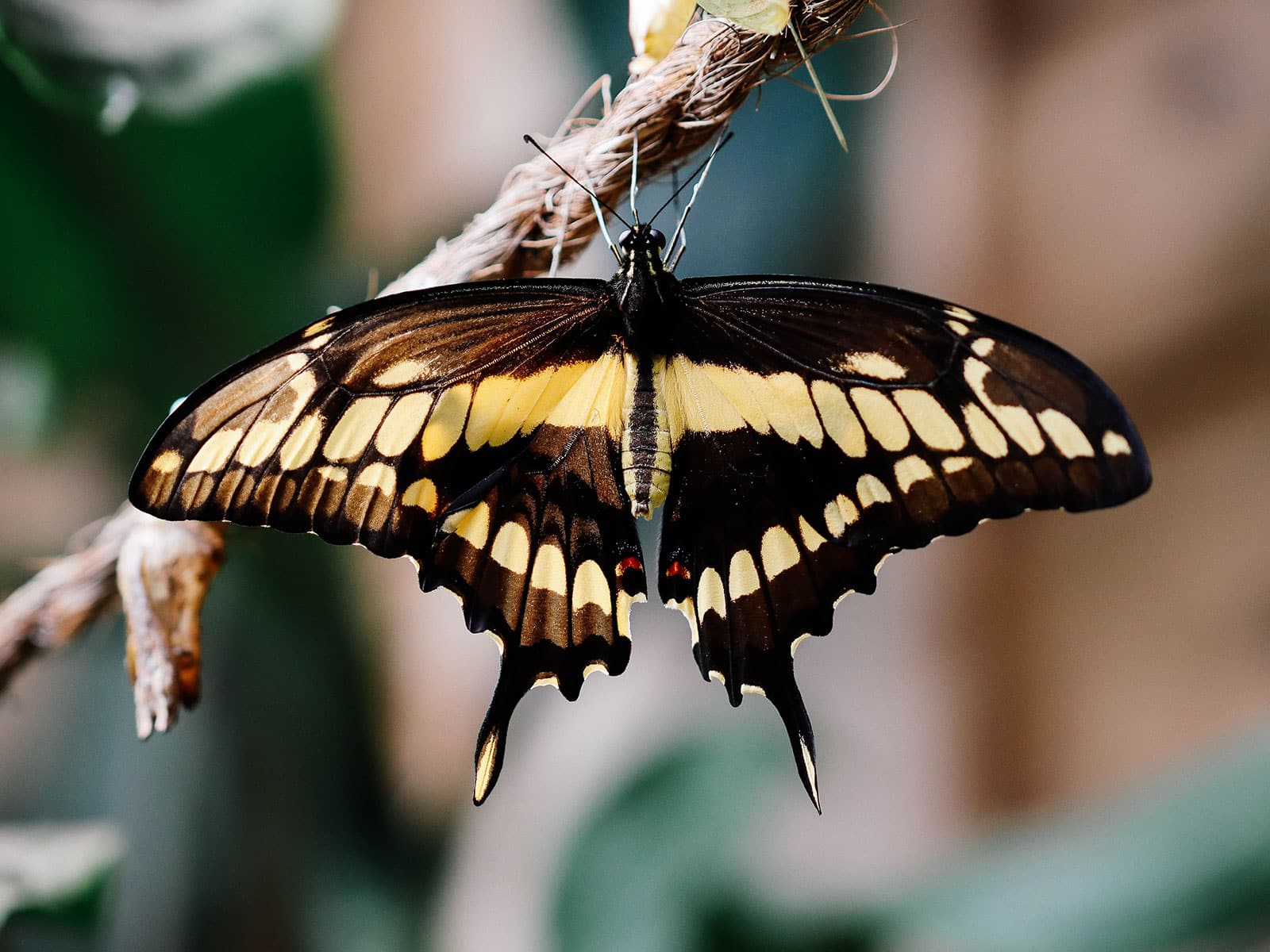 Giant swallowtail butterfly standing on a piece of rustic twine
