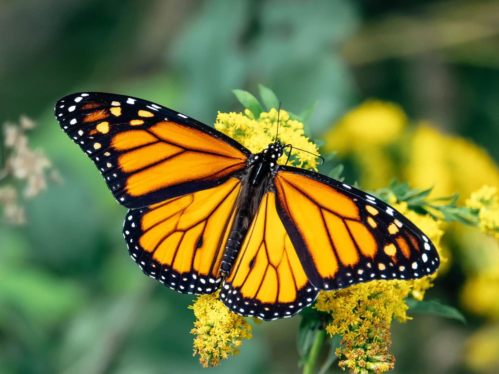 A monarch butterfly feeding on a cluster of tiny yellow flowers