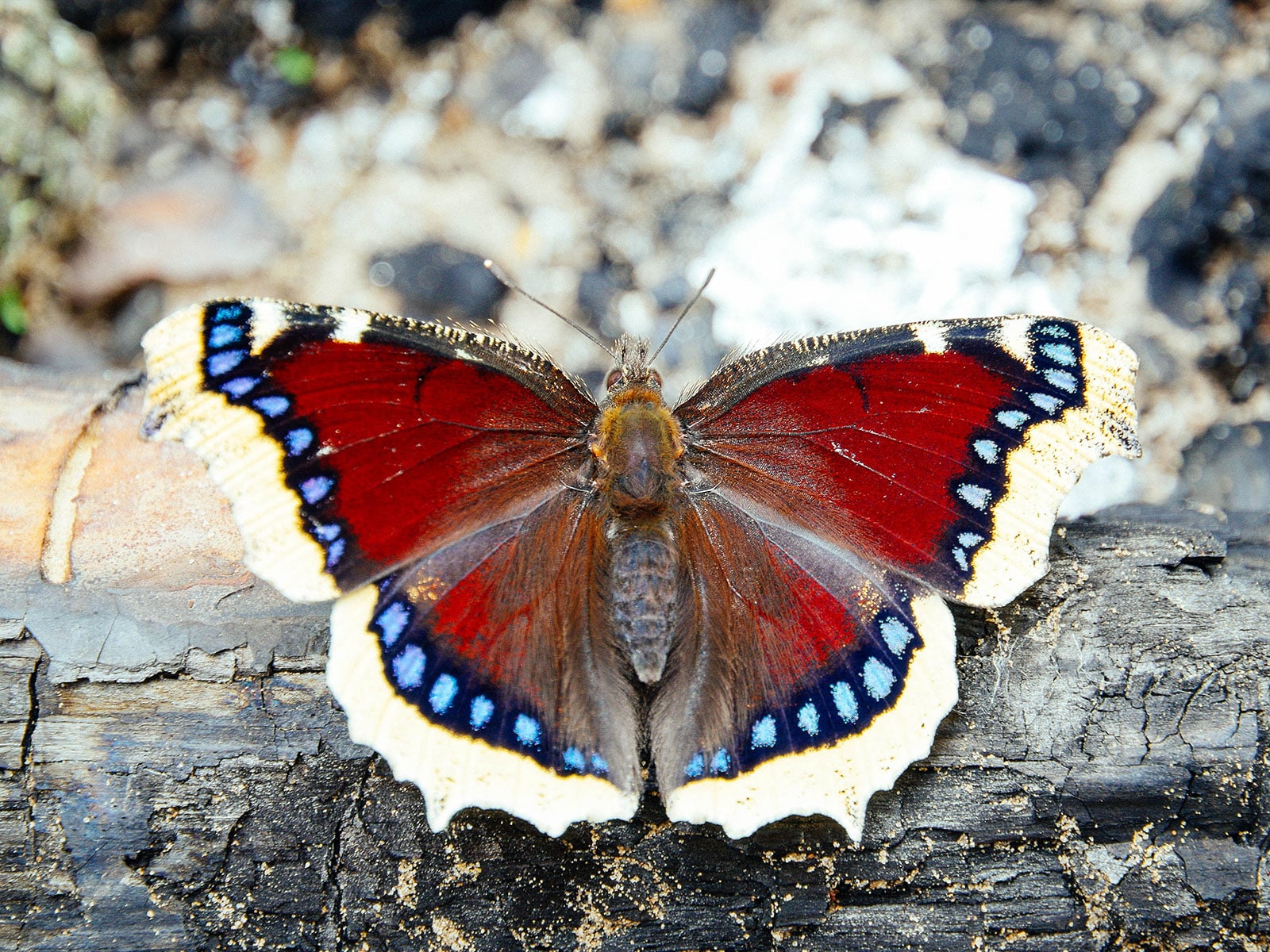 Mourning cloak butterfly perched on a downed log
