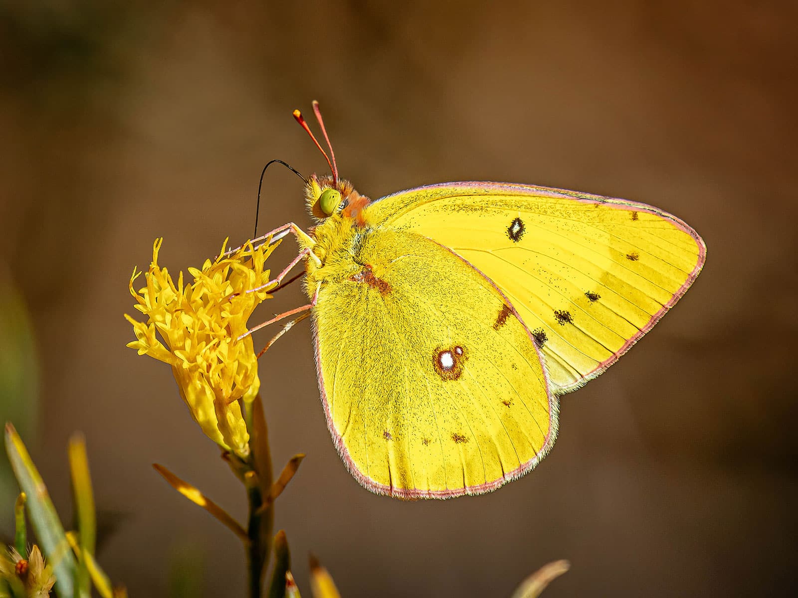 Orange sulphur butterfly standing on a small yellow flower