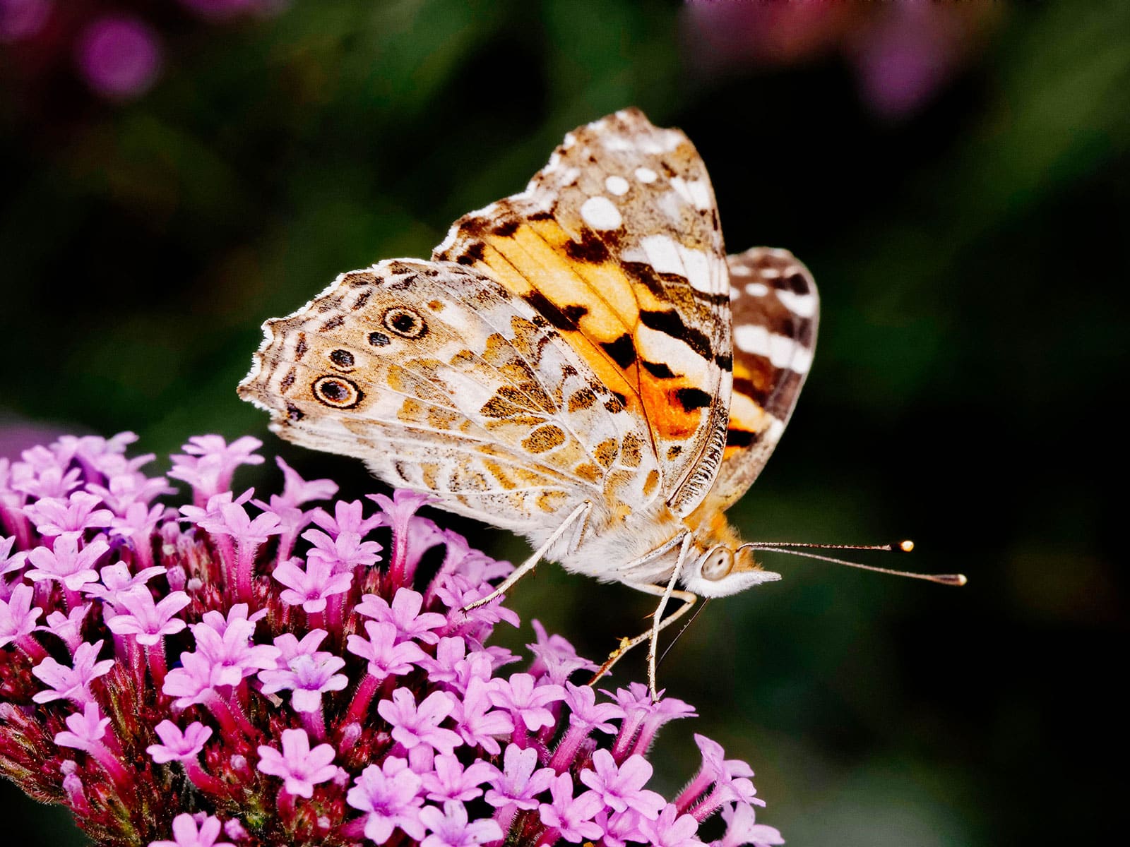 Painted lady butterfly standing on pink flower cluster with its wings folded up
