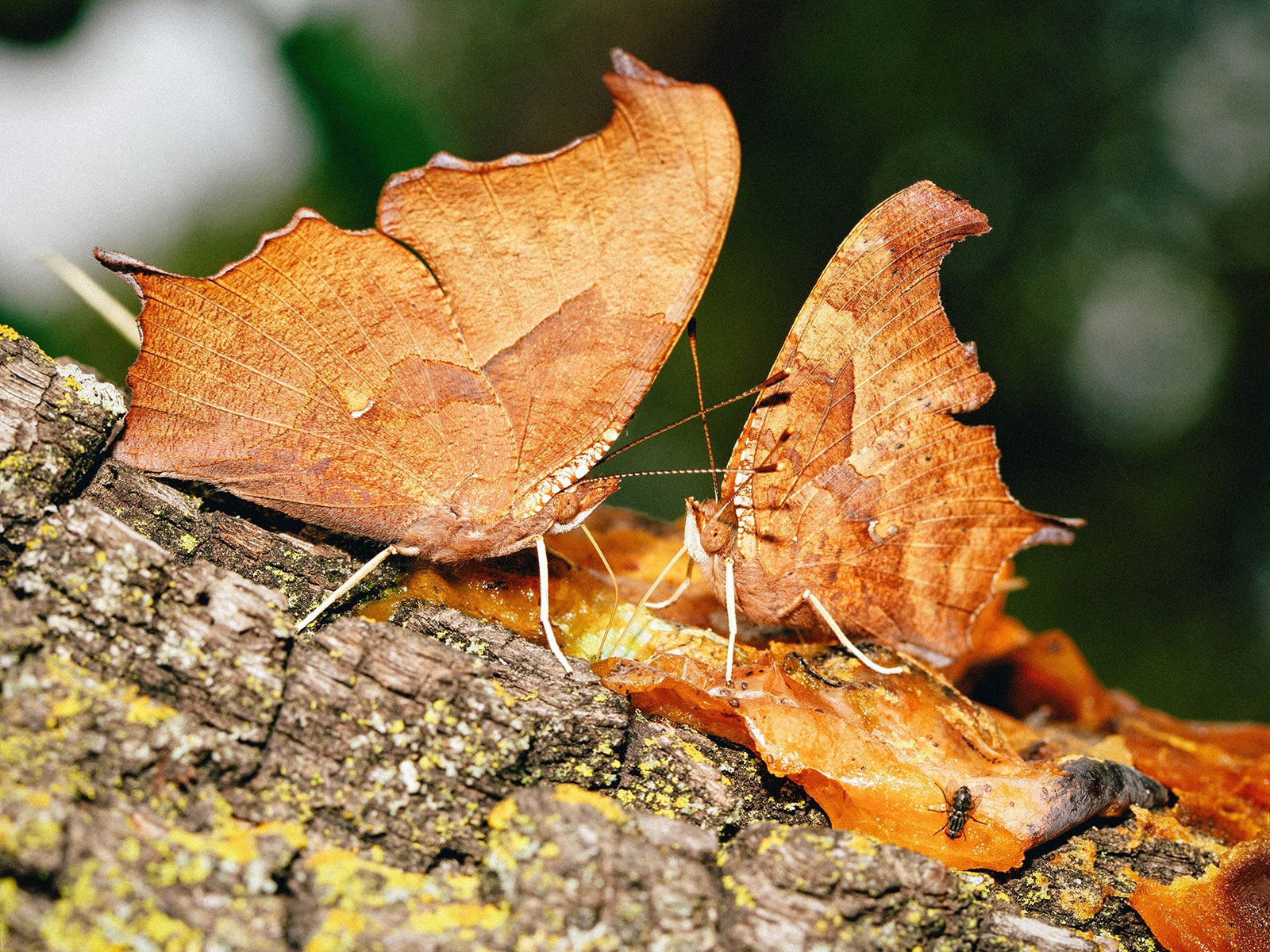 Two question mark butterflies that resembled brown leaves, resting on a piece of wood