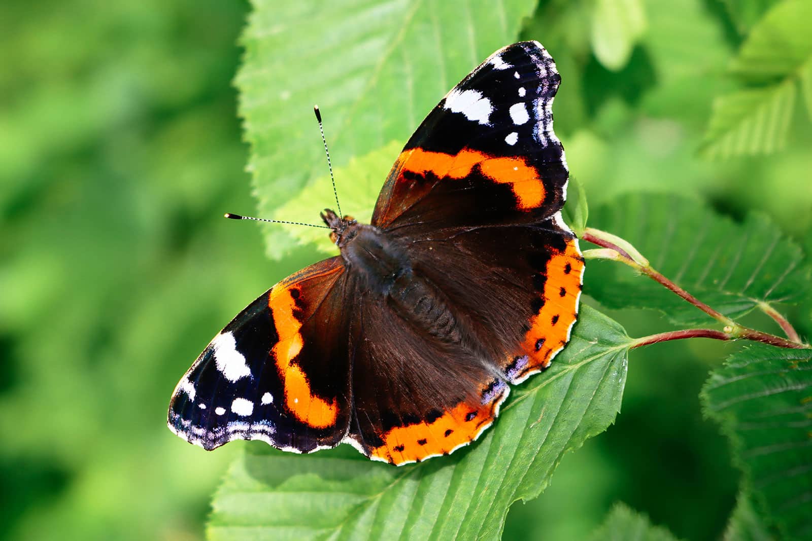 Red admiral butterfly resting on a leaf