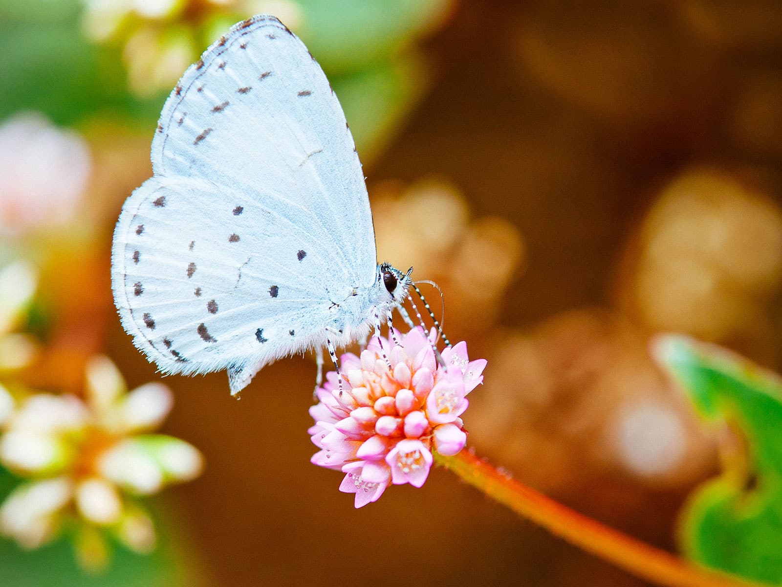Spring azure butterfly standing on a pink flower