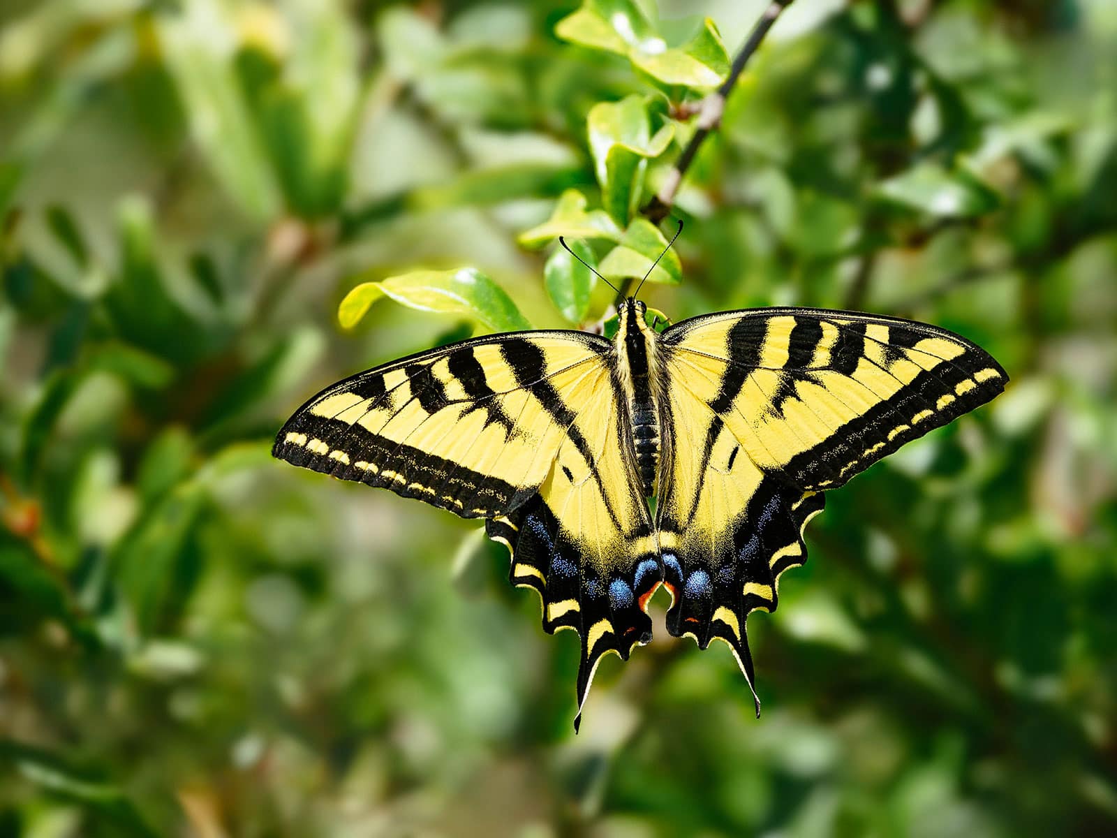 Western tiger swallowtail on a tree branch