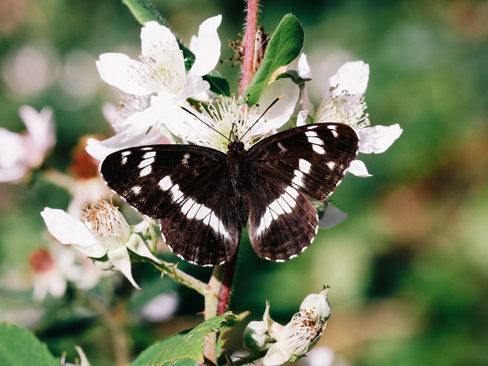 White admiral butterfly feeding on white flowers