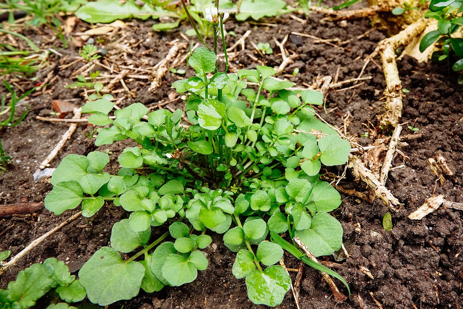 Bittercress growing in moist soil