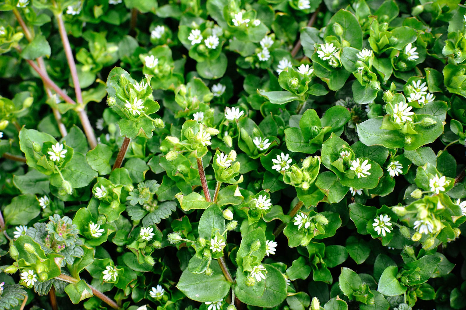 A dense mat of chickweed with tiny white flowers