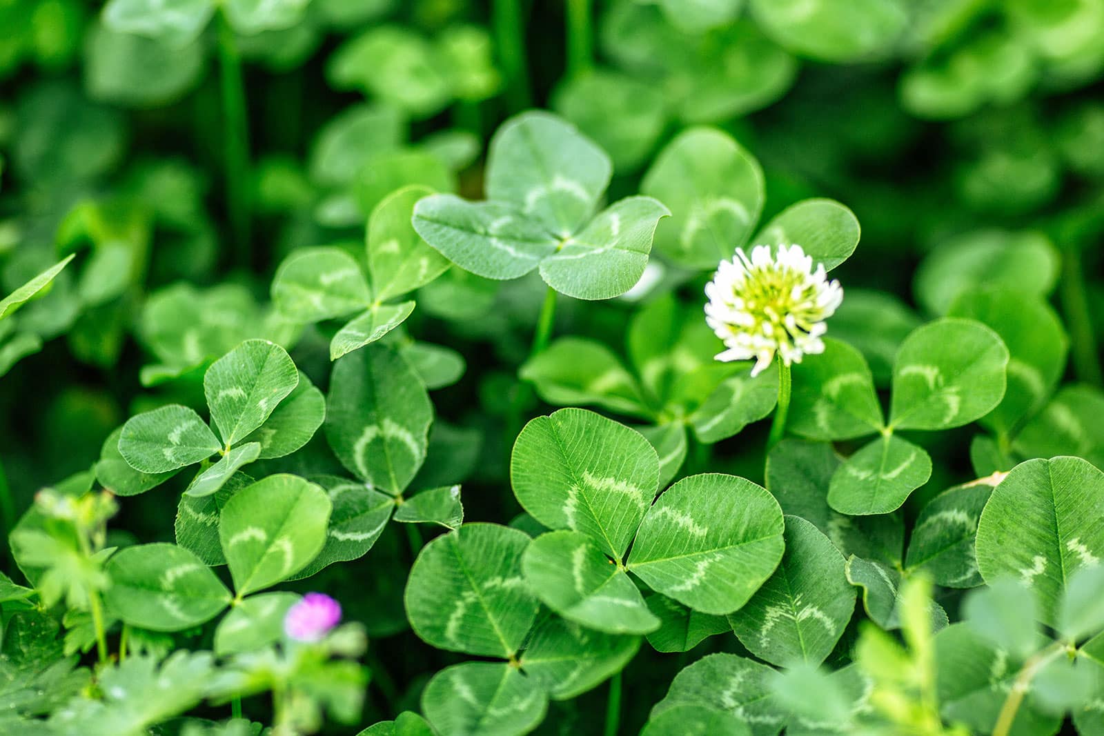 Close-up of clover with white flower