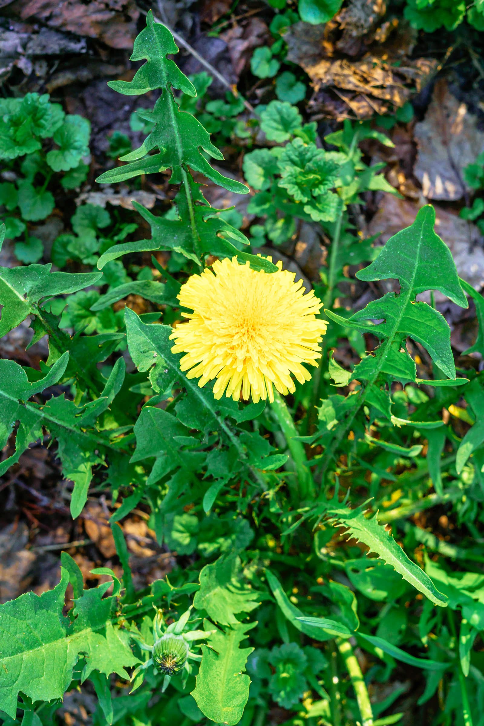 Dandelion with yellow flower