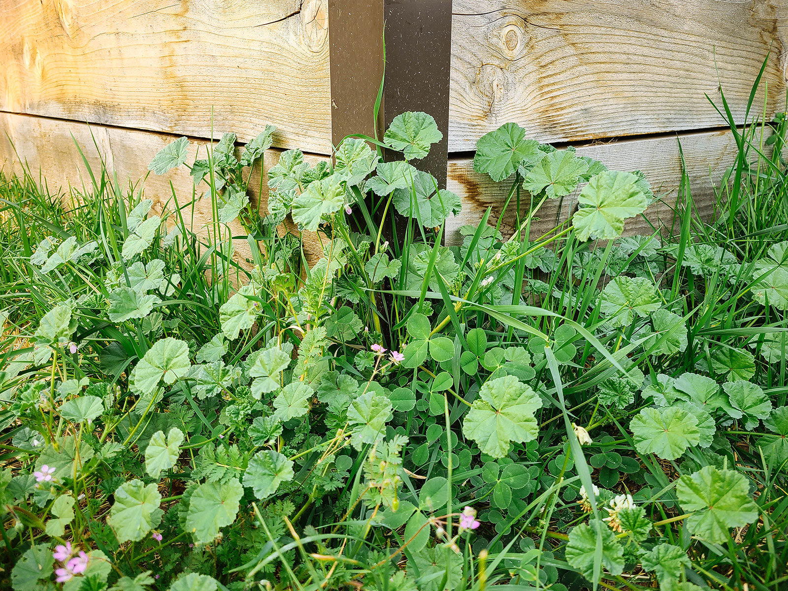 Assorted garden weeds growing in a lawn, including mallow, clover, and storksbill