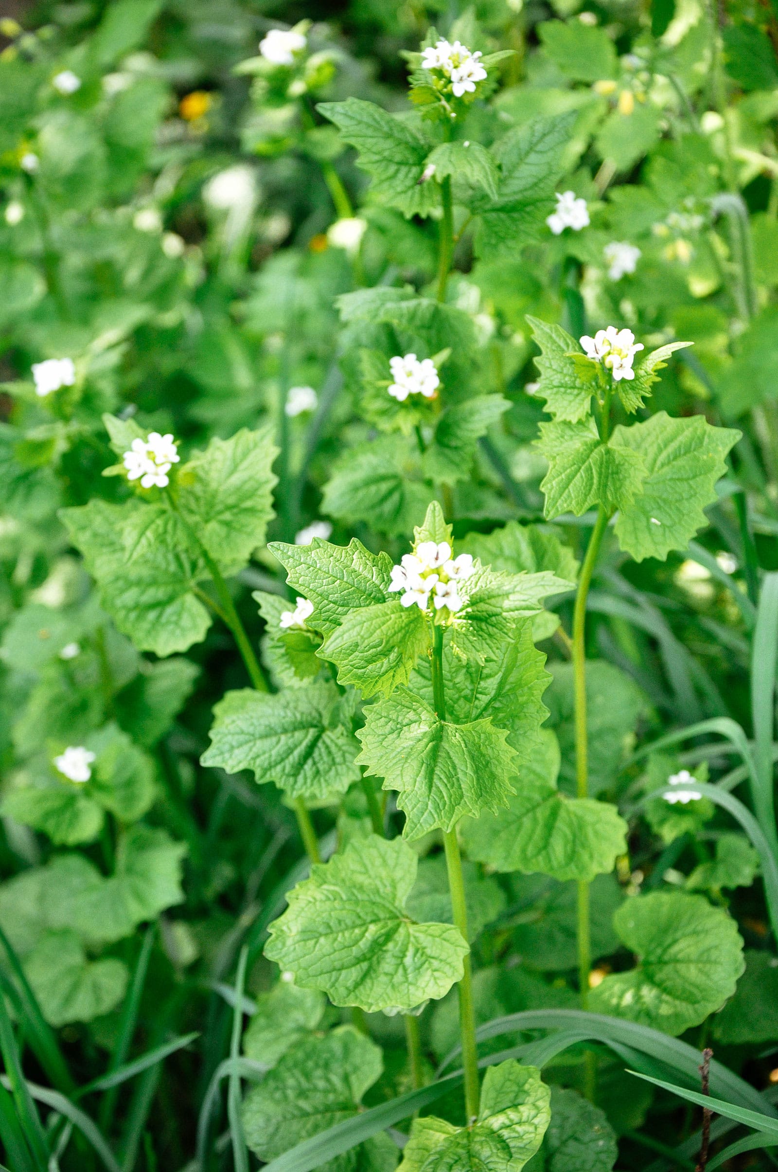 Garlic mustard stems dotted with small white flowers
