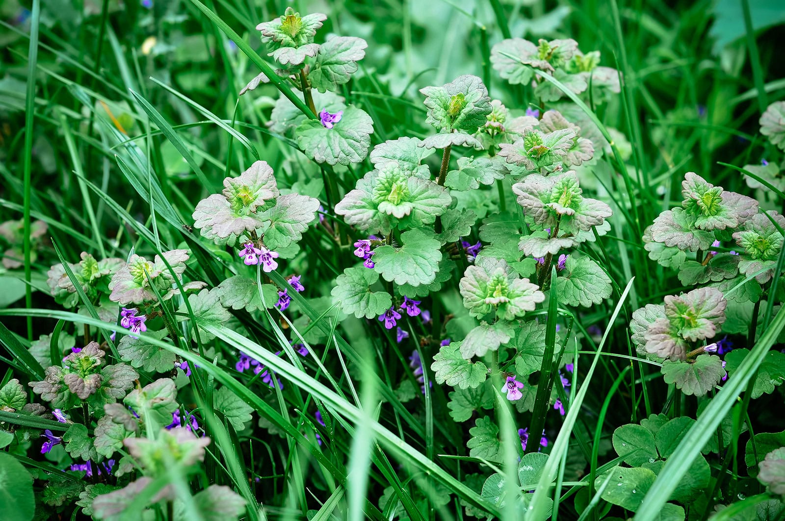 Henbit with little purple flowers, growing in grass
