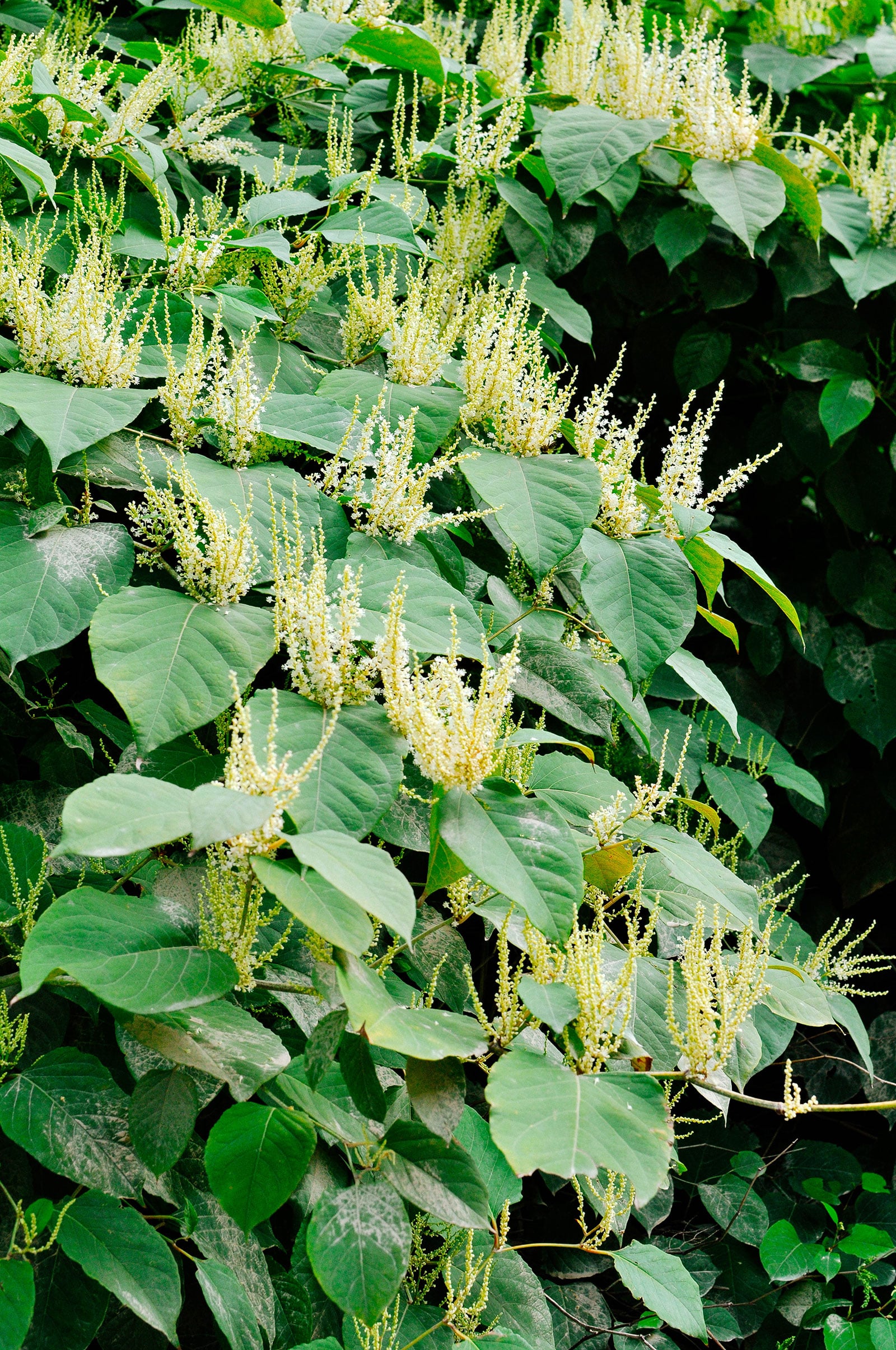 A dense and bushy Japanese knotweed plant in bloom