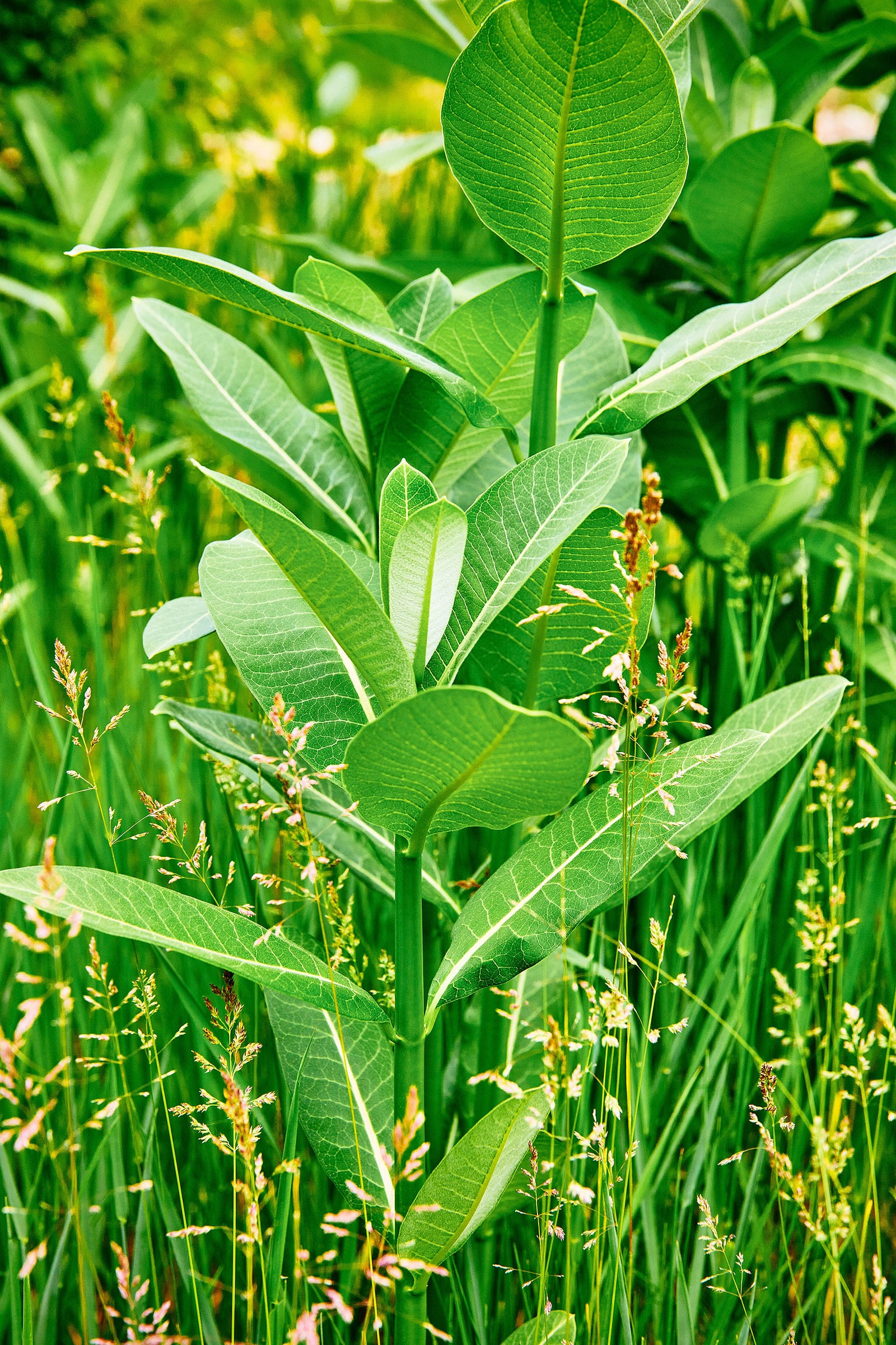 Milkweed plant growing in a field