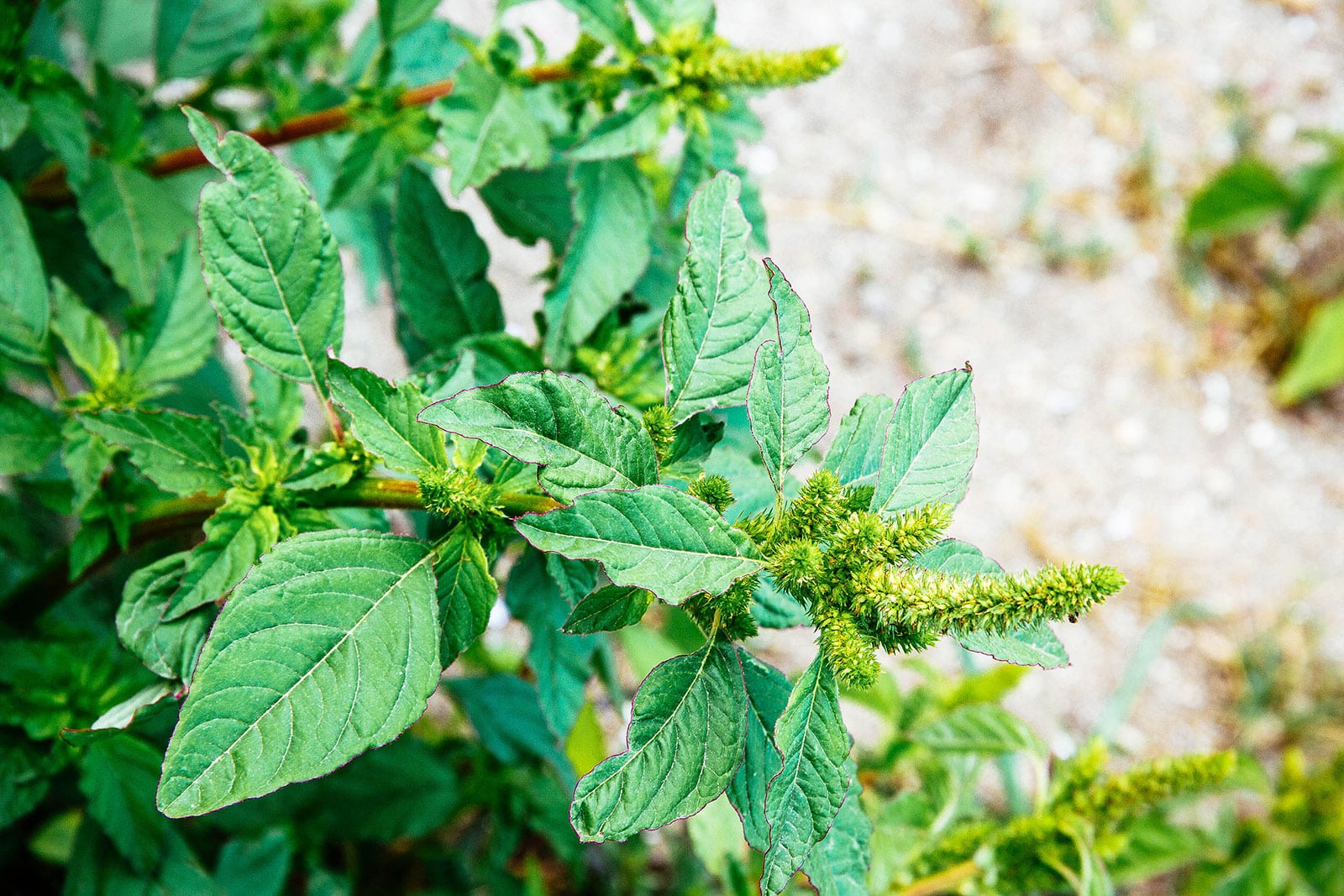 Pigweed amaranth plant with flower spikes