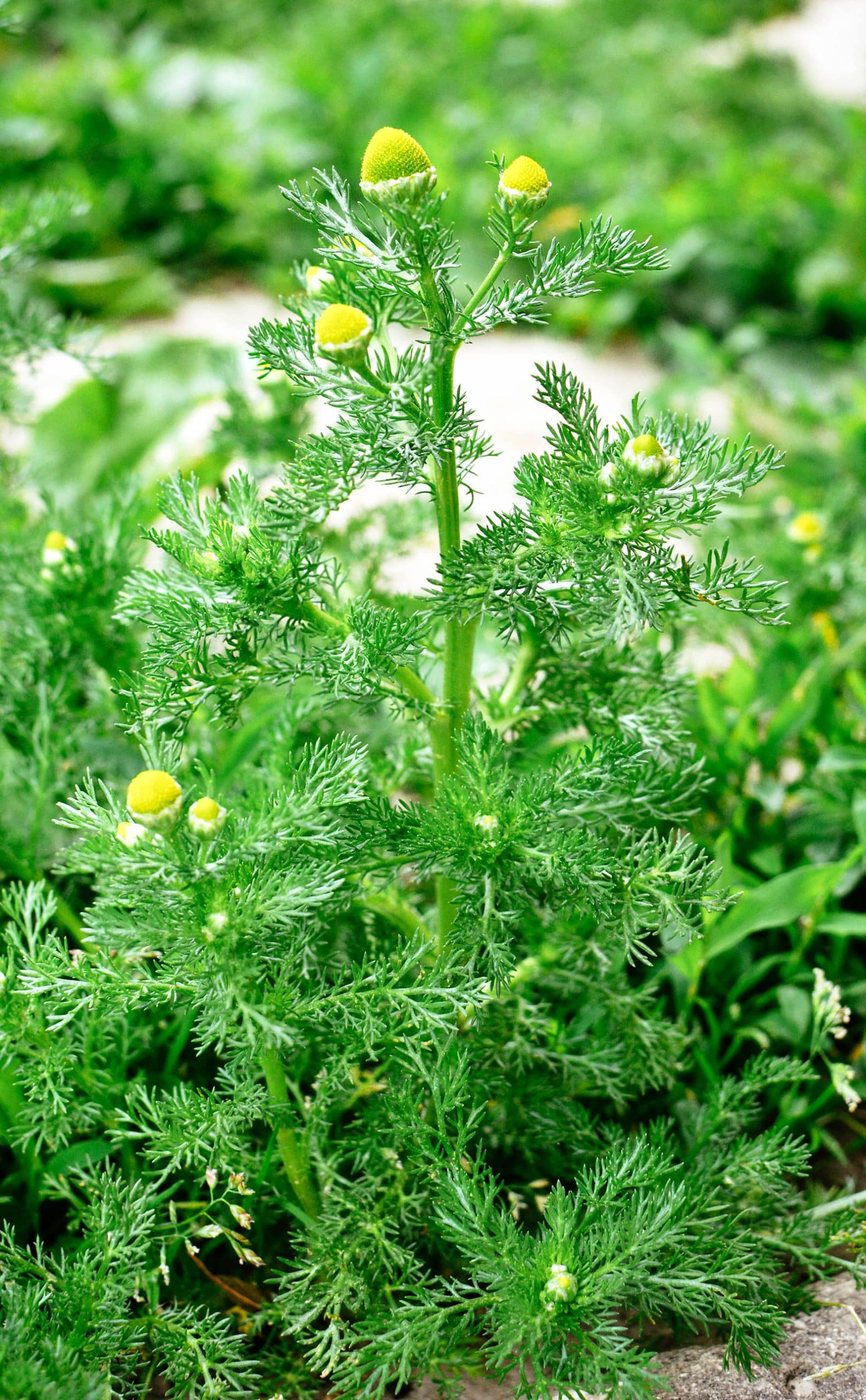 Pineappleweed plant with tiny flowers