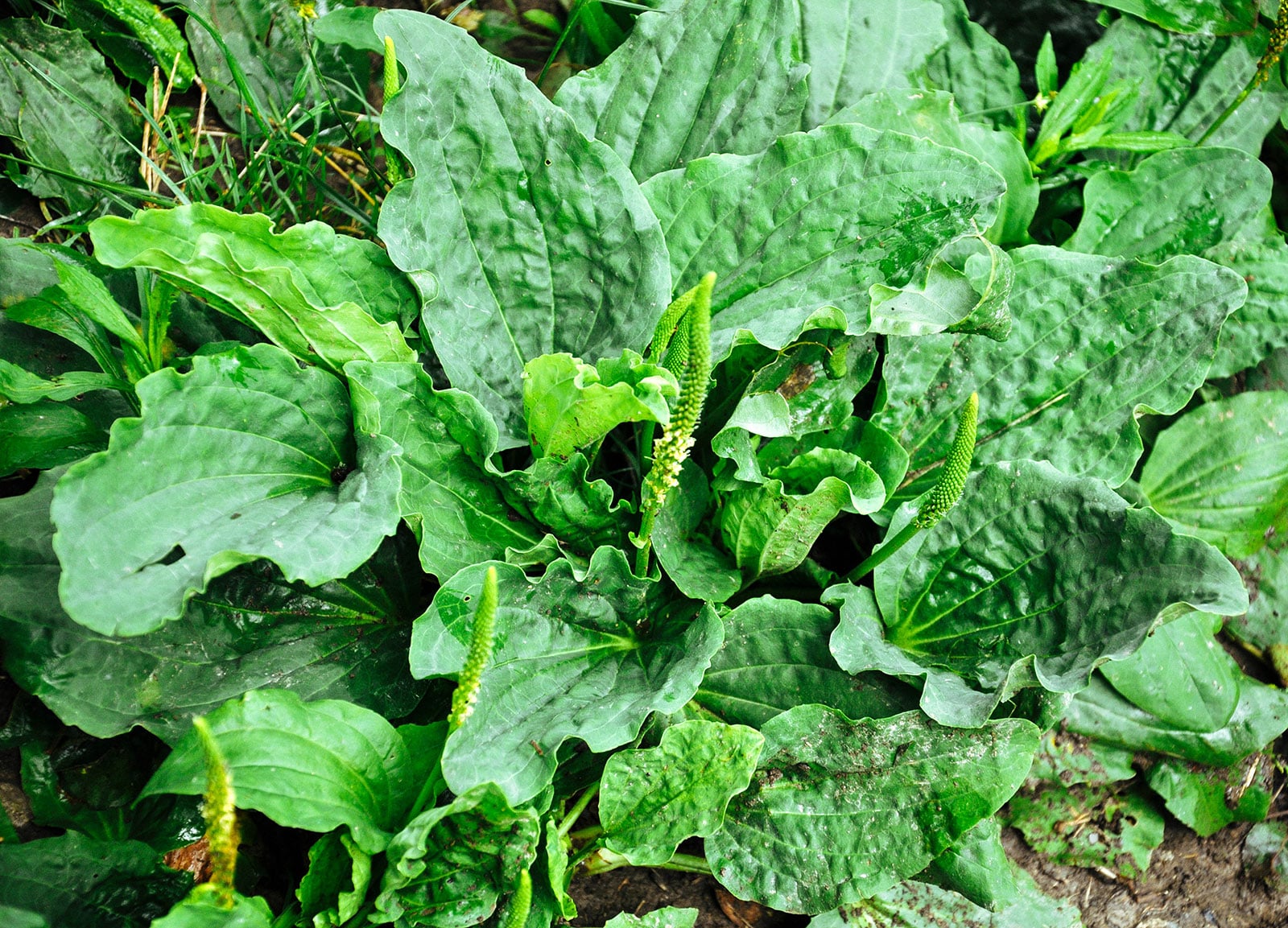 Broadleaf plantain growing as a weed