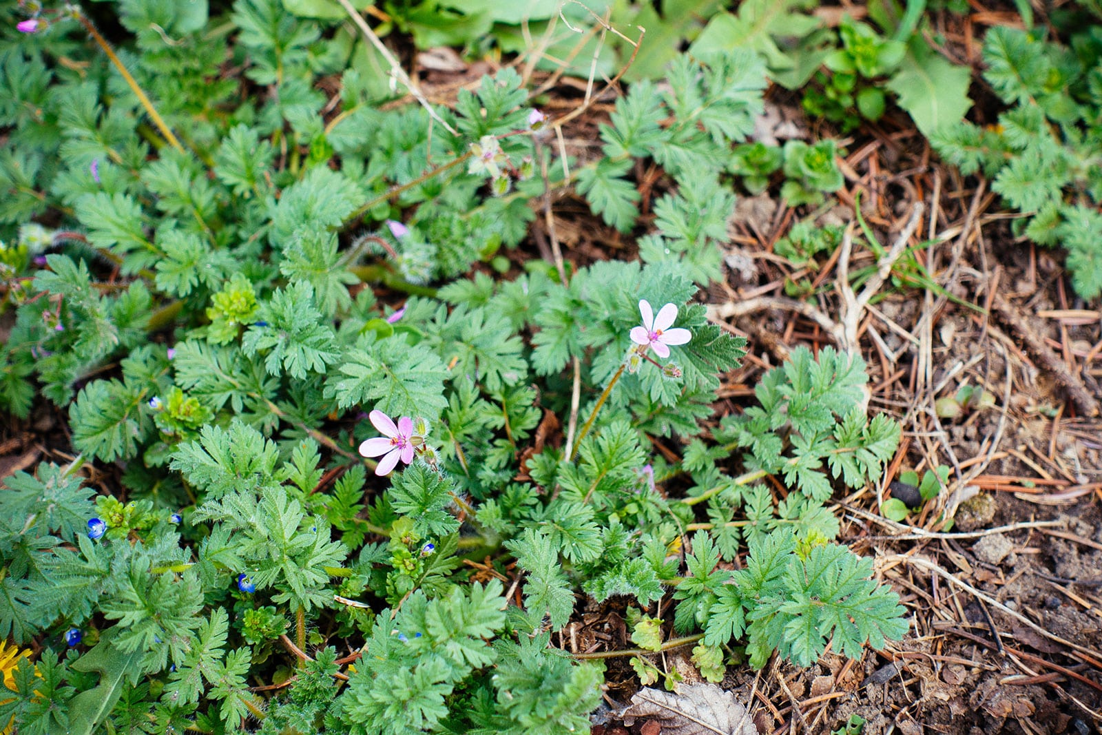 Storksbill with pink flowers growing in woody mulch