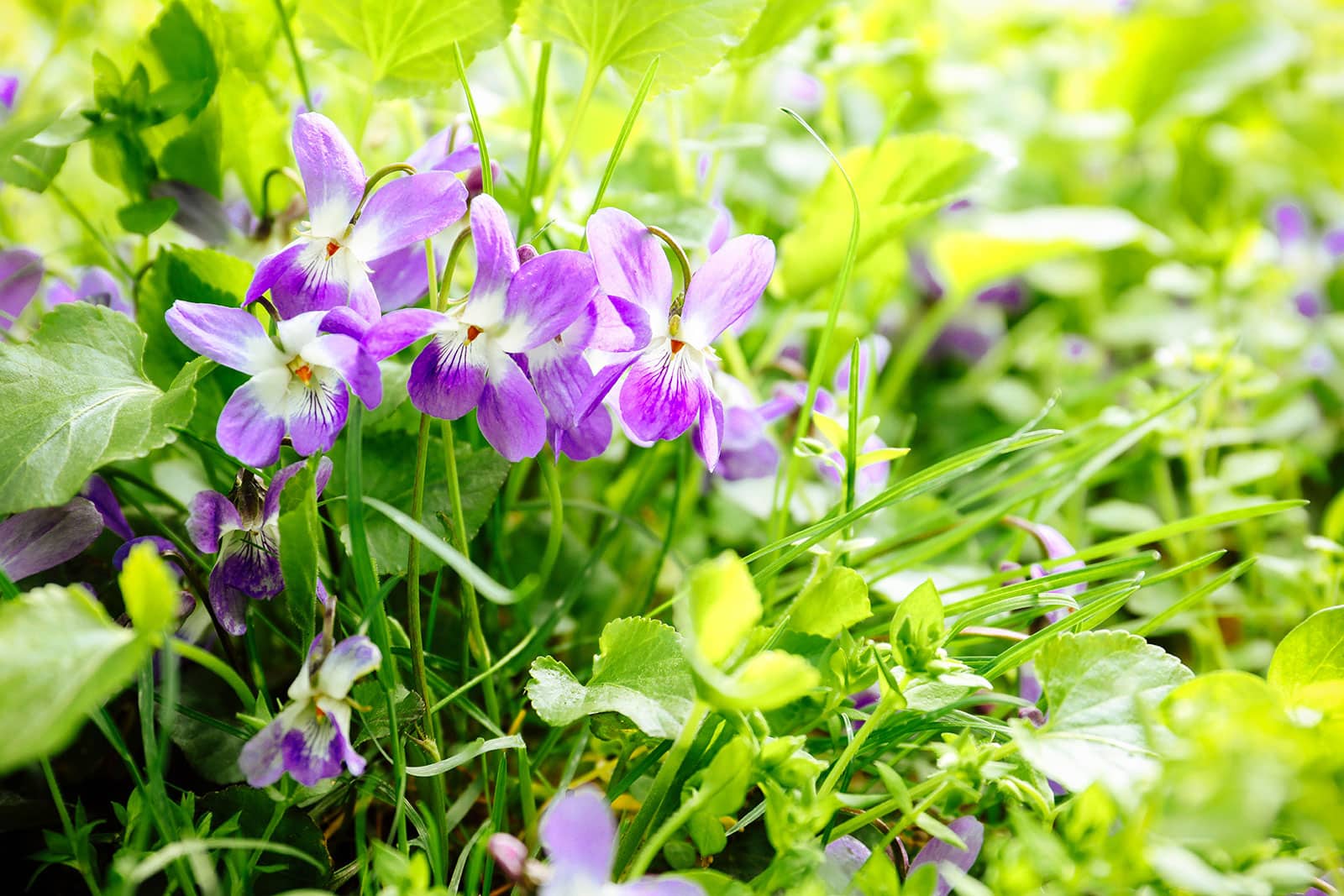 Close-up of violets growing in a wild lawn