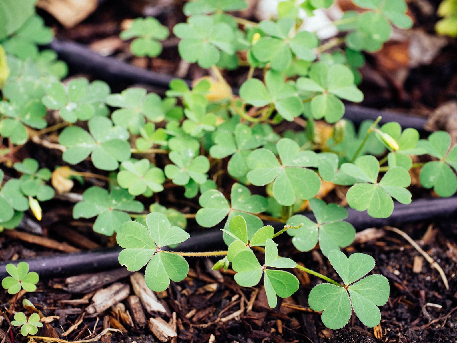 Wood sorrel growing in a mulched garden bed
