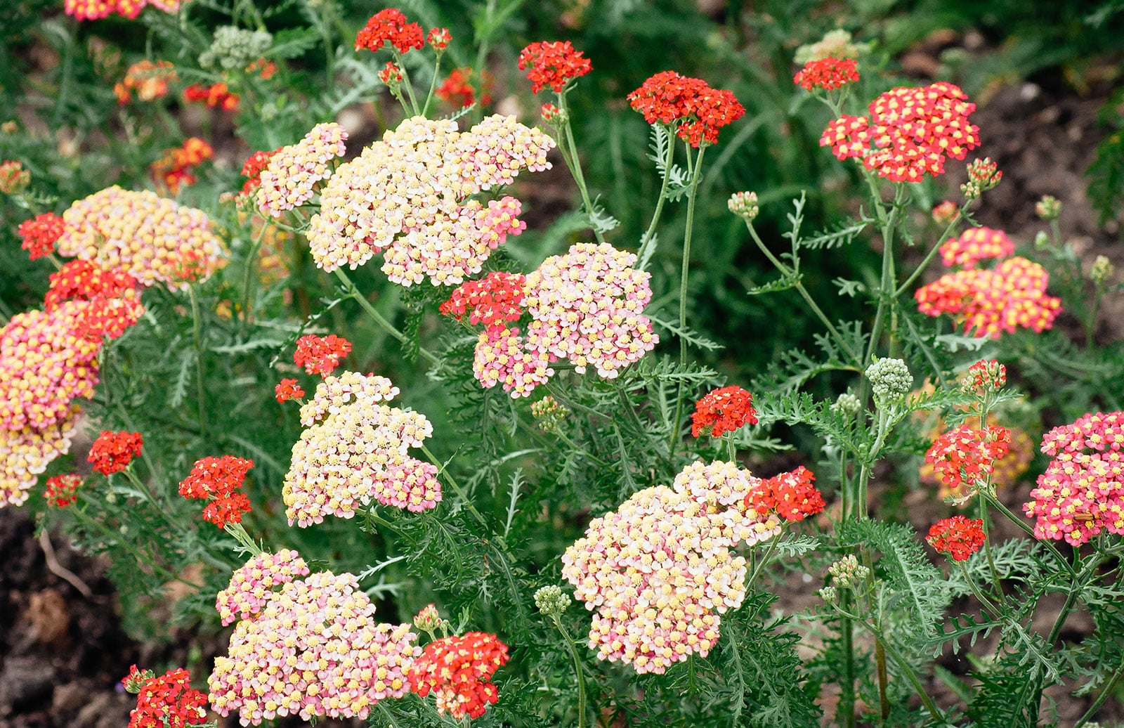 Yarrow with clusters of pink and red flowers