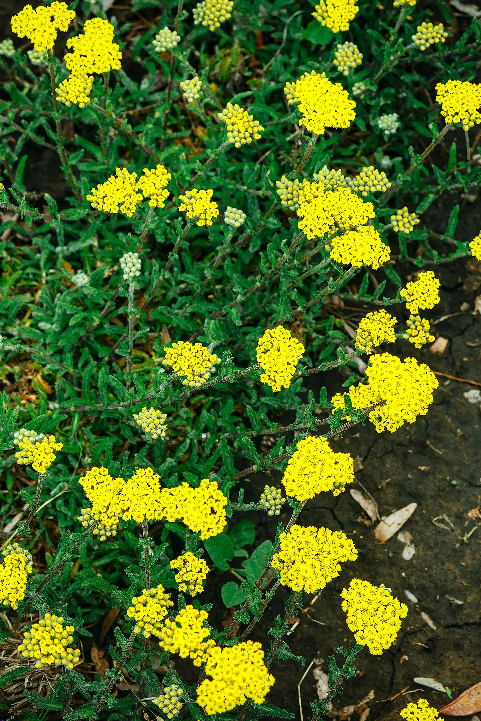 Dwarf yarrow with clusters of flower yellows on top