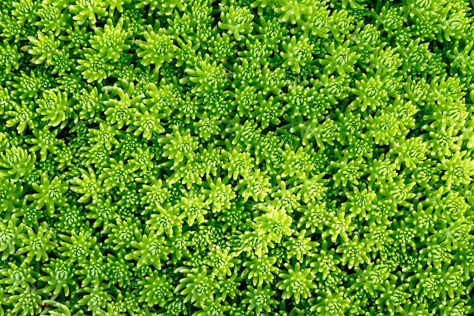 Angelina stonecrop used as ground cover